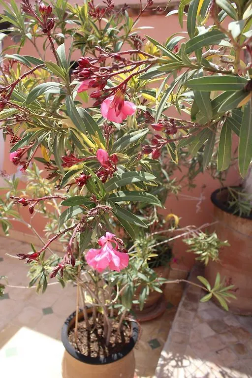 Riad Faiza Guesthouse Marrakesh Marruecos